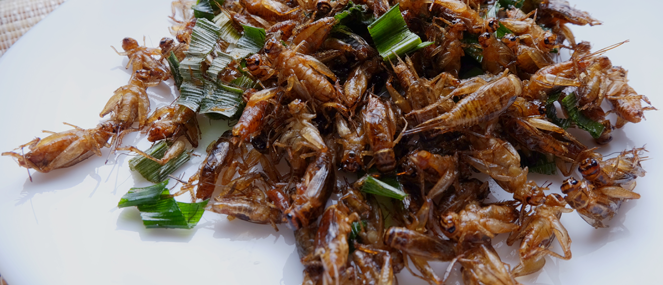 View of Crickets good for gut health - Blackmores Institute