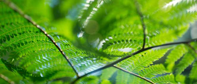 sustainabiliity-thumb