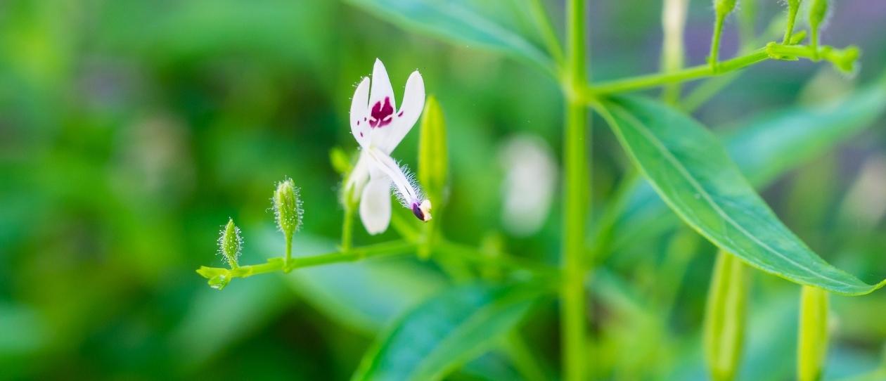 White flower with purple centre in green leaves andrographis herb