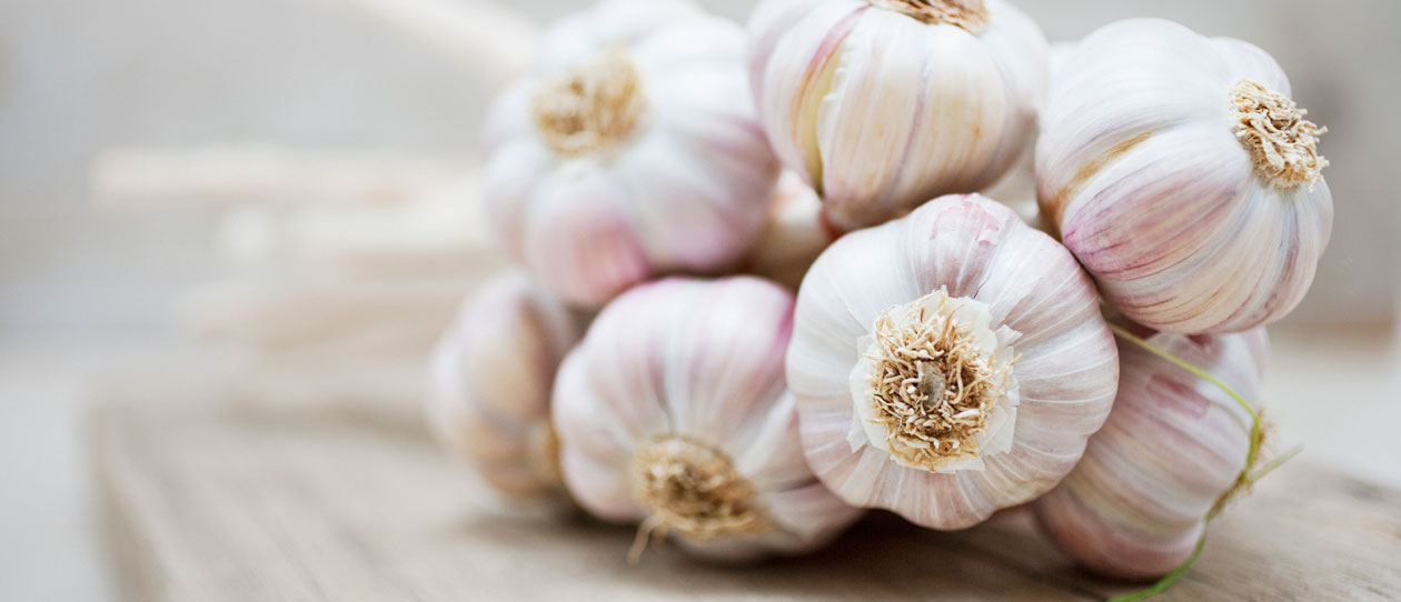 Garlic:  wide-ranging anti-infective properties