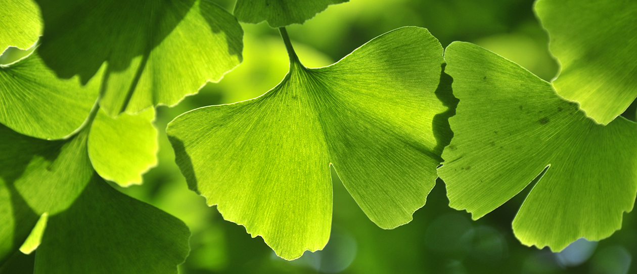 Ginkgo-MetS_WebMain_1260x542