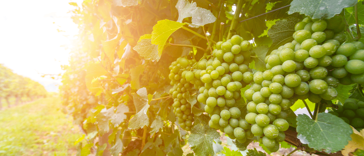 Grape seed extract benefits glycaemic control