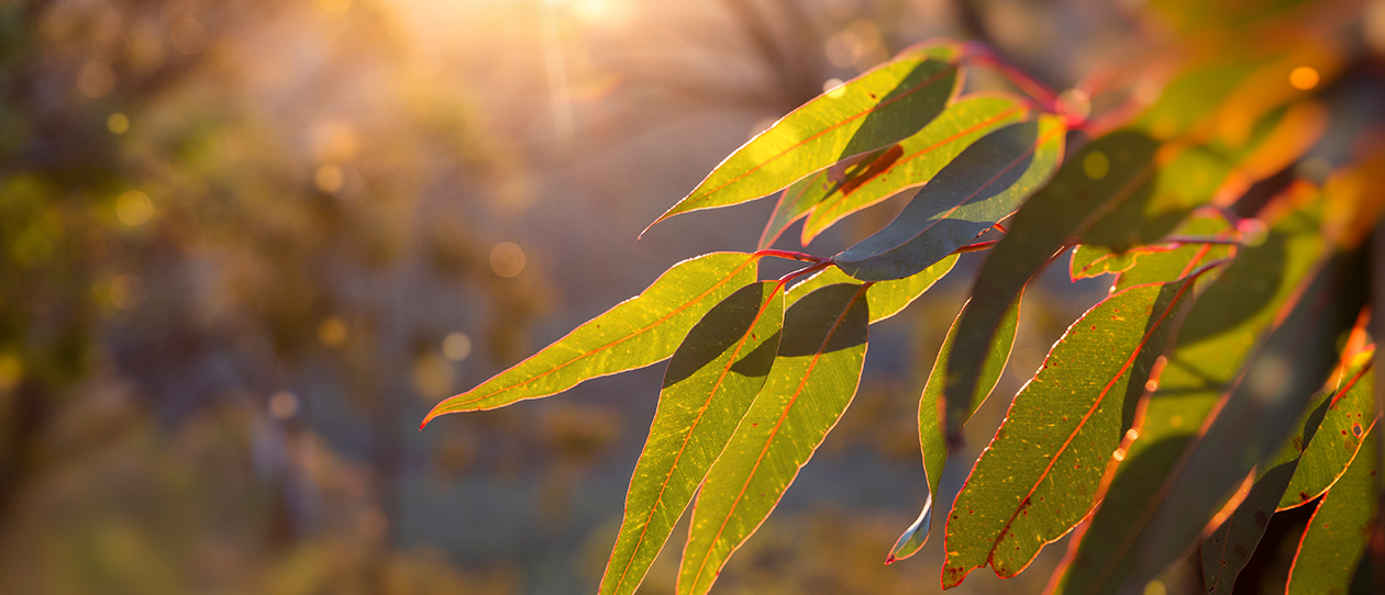 Nature-contact-wellbeing_WebMain_1260x542