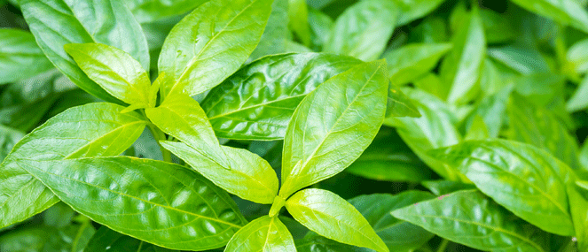 Andrographis complementary medicine ingredient