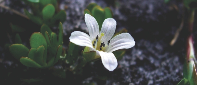 Bacopa monnieri