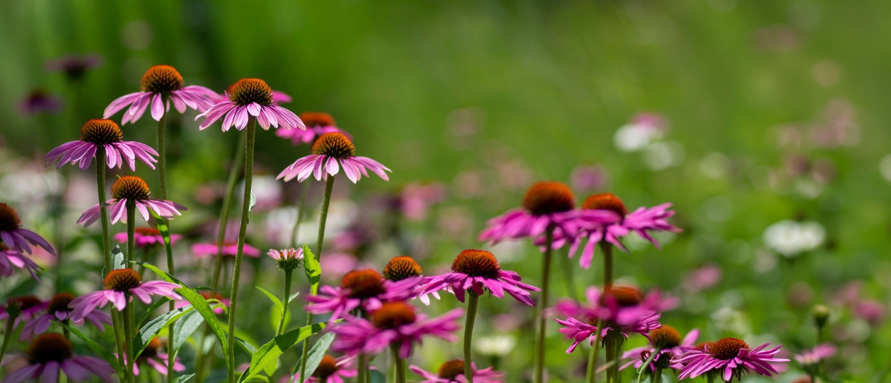 BI-Echinacea-1240x562