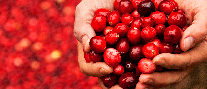 Cranberry complementary medicine ingredient