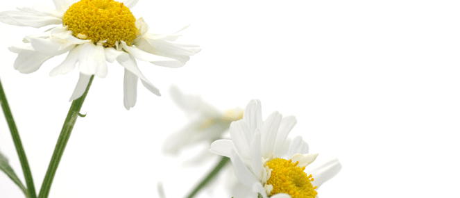 Feverfew complementary medicine ingredient