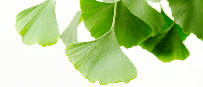 Ginkgo complementary medicine ingredient