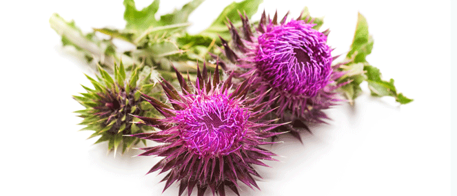 Milk thistle complementary medicine ingredient