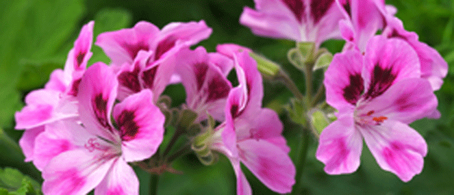Pelargonium complementary medicine ingredient