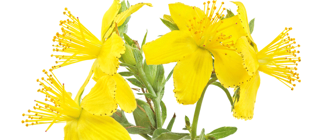 St Johns wort complementary medicine ingredient