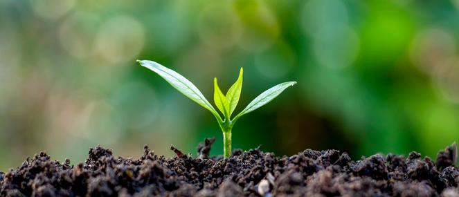 Sustainable Nutrition, a scientific literature review