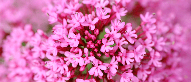 Valerian complementary medicine ingredient