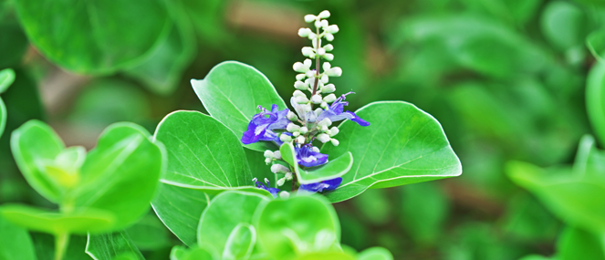 VITEX-Complementary-Medicine-Ingredient-Blackmores-Institute-663x285