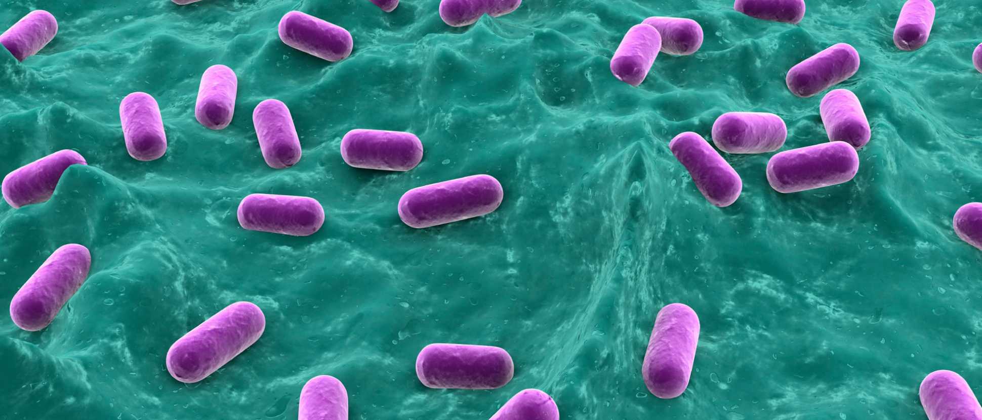 160428-Probiotics-may-protect-against-oestrogen-deficiency-related-bone-lossjpg