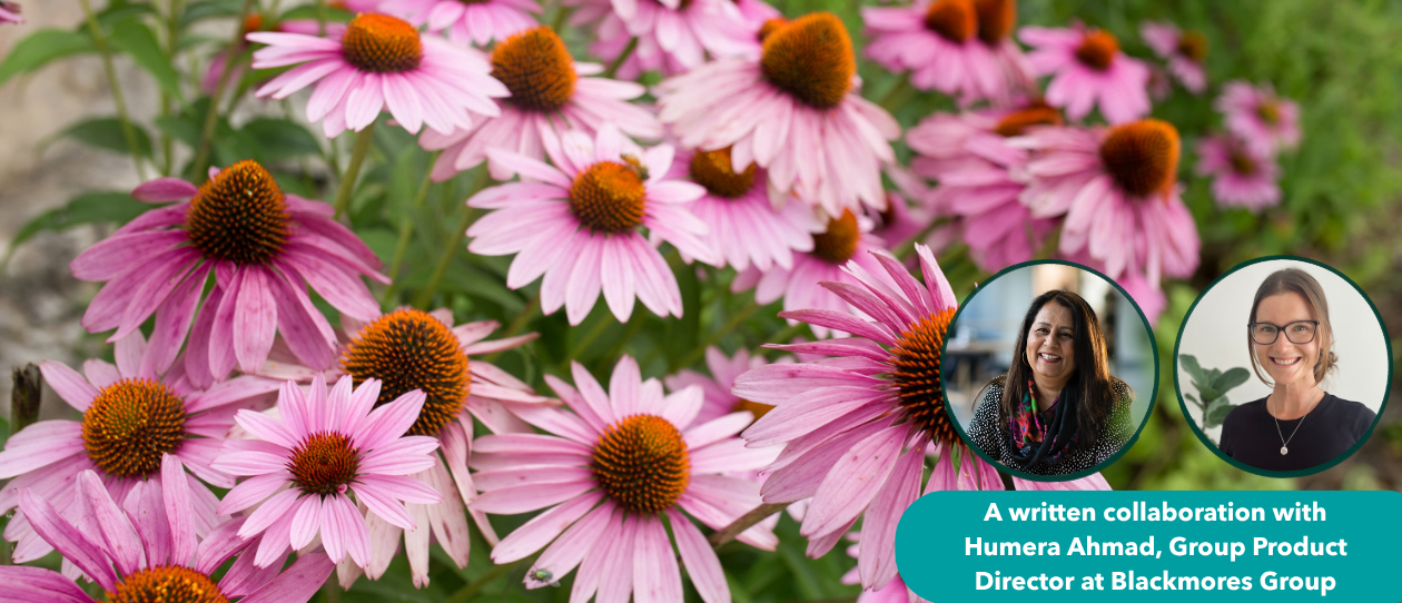 Echinacea_Hero