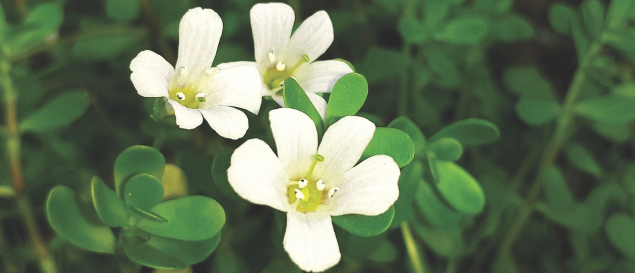 Bacopa monnieri