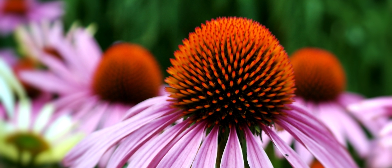 Echinacea