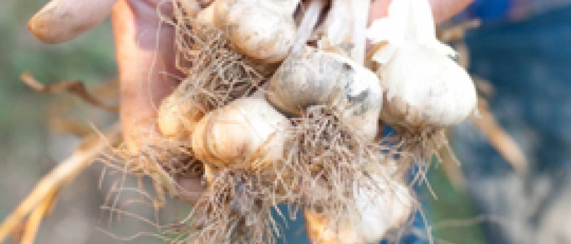 garlic270x150jpg