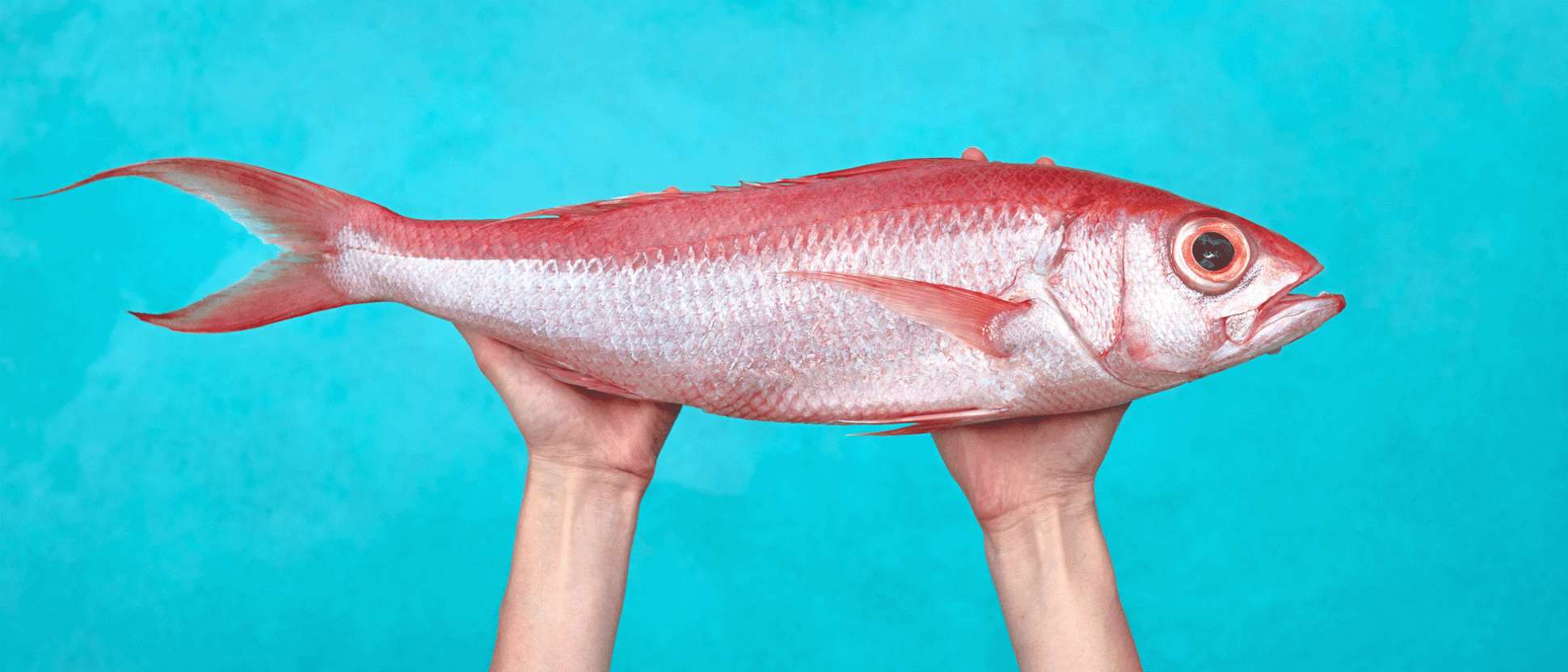 iStockPinkFishBlueBackground1920px823pxgif