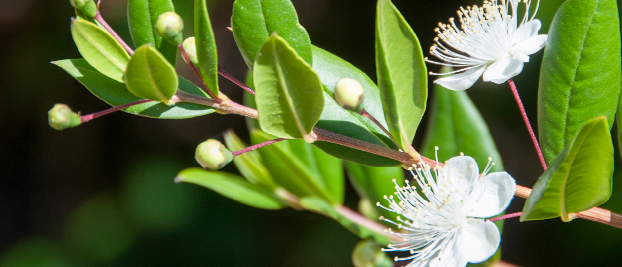 Myrtle against HPV