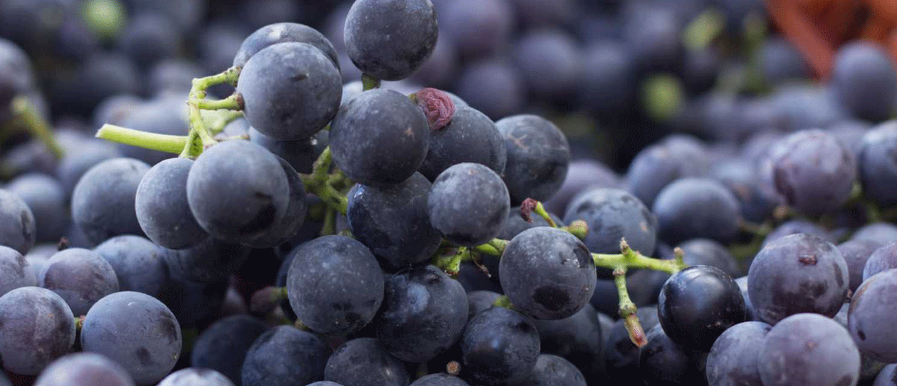 Resveratrol-Grapes-Blackmores-Institute